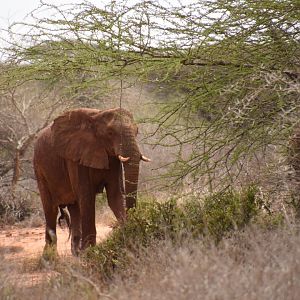 African bush elephant