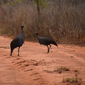 Vulturine guineafowl