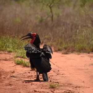 Southern ground hornbill
