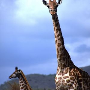 Masai giraffes