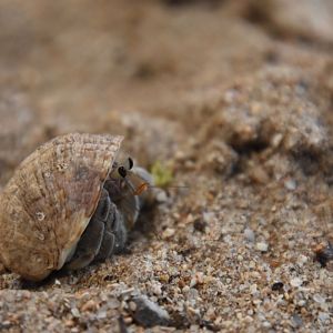 Hermit crab