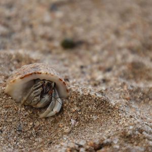 Hermit crab