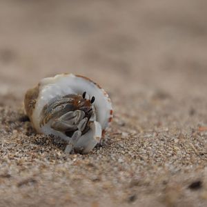 Hermit crab