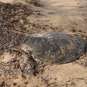 Dead sea turtle