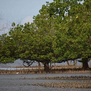 Mangroves