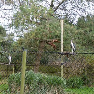 Lesser Adjutant Storks, 5 December 2016