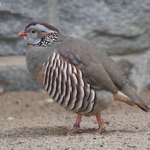 Barbary Partridge (Alectoris barbara),October 2016