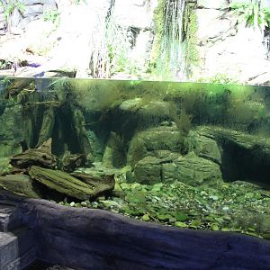 Enclosure Chinese giant salamander