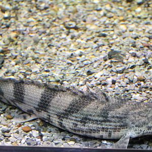 Saddled bichir