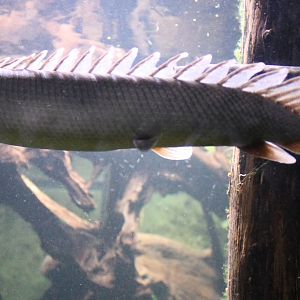 Nile Bichir