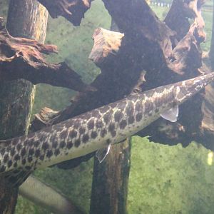 Spotted Gar (Lepisosteus oculatus)