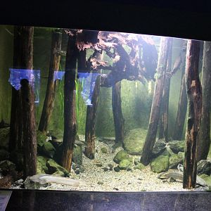 Bichir tank