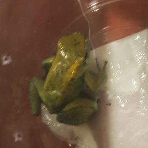 Phyllobates terribilis