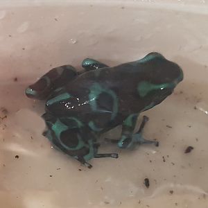 Dendrobates auratus