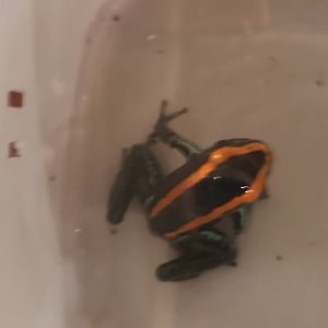 Phyllobates vittatus