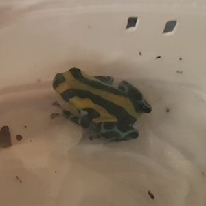 Ranitomeya ( Dendrobates ) lamesi