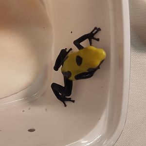 Dendrobates tinctorius