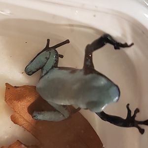 Adelphobates galactonotus