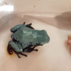 Adelphobates galactonotus