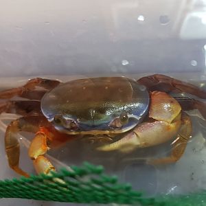Red and blue land crab - Cardisoma armatum