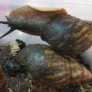 African giant snails