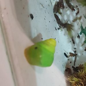 Green snail - Edentulina cf obesa/martensi