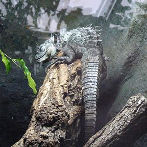 Utila spiny-tailed Iguana, December 2016