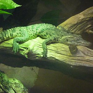 Young Cuban Crocodile, December 2016