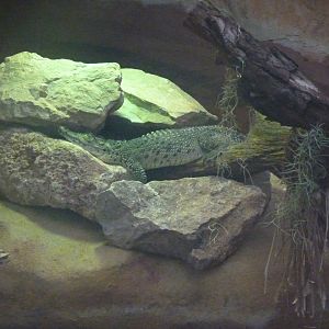 Another young Cuban Crocodile, December 2016