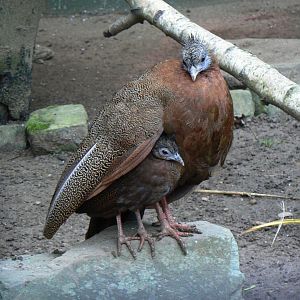 Great Argus Pheasant Hen and Chick - 3 December 2016