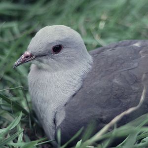 Jerdon's Imperial Pigeon 1979