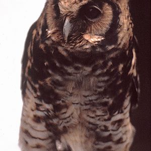 Nduk Eagle Owl 1974
