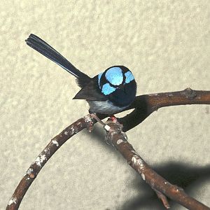 Superb fairy wren 1980