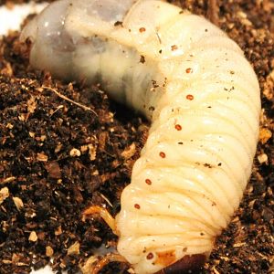 Larva Japanese rhino beetle