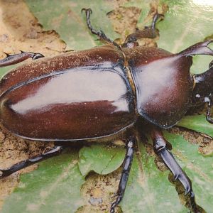 Japanese rhino beetle