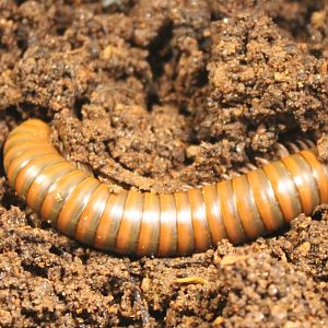 African Millipede-species