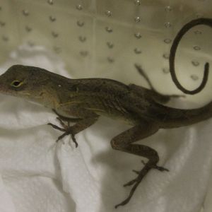 Anolis sagrei
