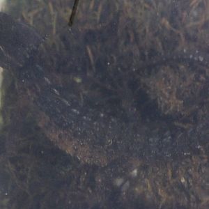 Tribolanotus novaeguineae