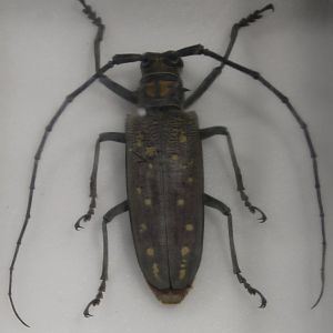 Beetle Specimen - ID