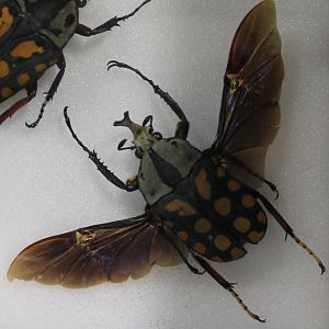 Beetle specimen - ID