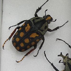 Beetle specimen - ID