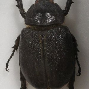 Beetle specimen -ID