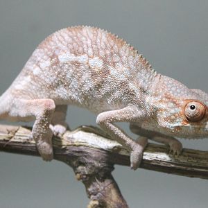Furcifer pardalis Nosy Be-form