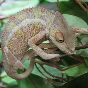Furcifer pardalis - Ambilobe-form