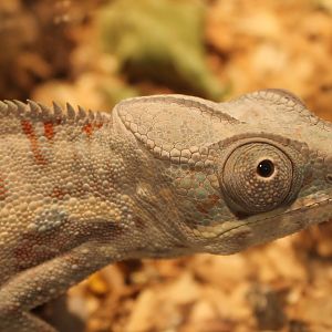 Furcifer pardalis - Cap Est-form