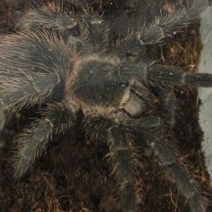 Lasiodora parahybana - Male