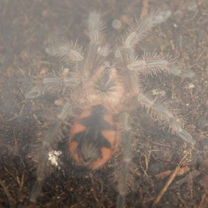 Pamphobeteus platyomma