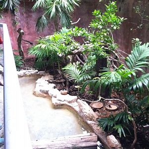 Green iguana/turtle exhibit