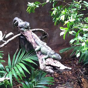 Green iguanas