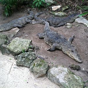 Morelet's Crocodiles